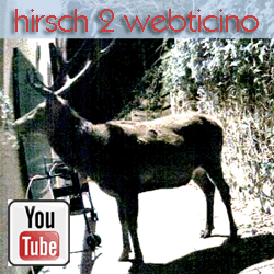 Hirsch febr 2013 webticino